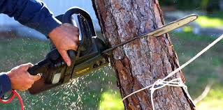 Best Tree and Shrub Care  in Bling, AR